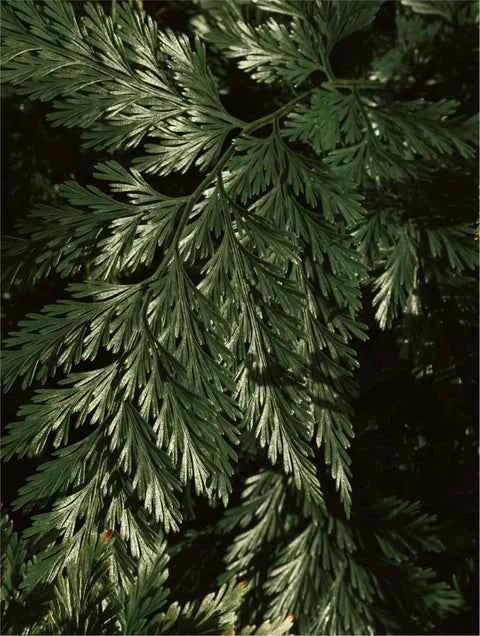 Brightening Body Exfoliator with Kojic Acid