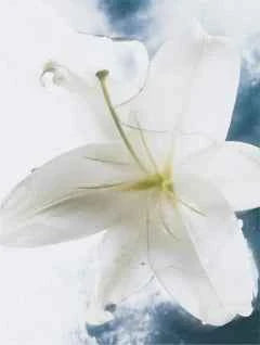 Sensitive Body Cream